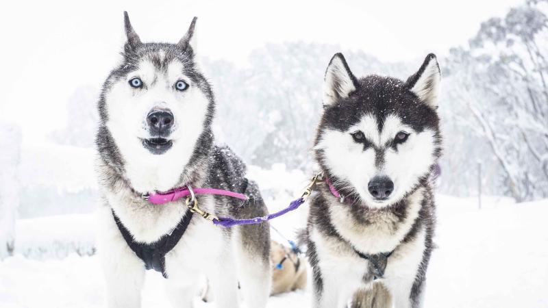 Name:  Hero-Husky-sledding-in-Australia-Photo-credit-Oliver-Pelling.jpg
Views: 485
Size:  41.5 KB