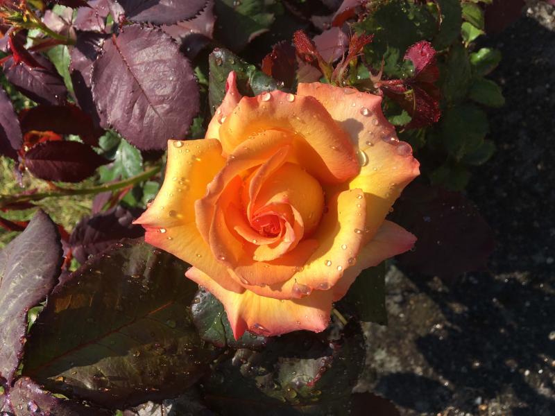 Name:  my_freddy_mercury_rose_beautiful-4576reference.jpg
Views: 2792
Size:  69.7 KB