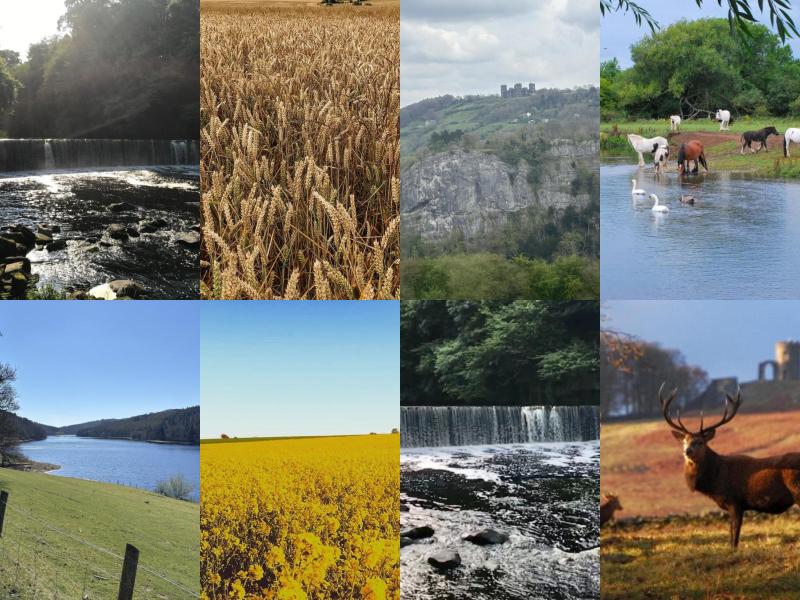 Click image for larger version. 

Name:	collage.jpg 
Views:	131 
Size:	98.8 KB 
ID:	4671