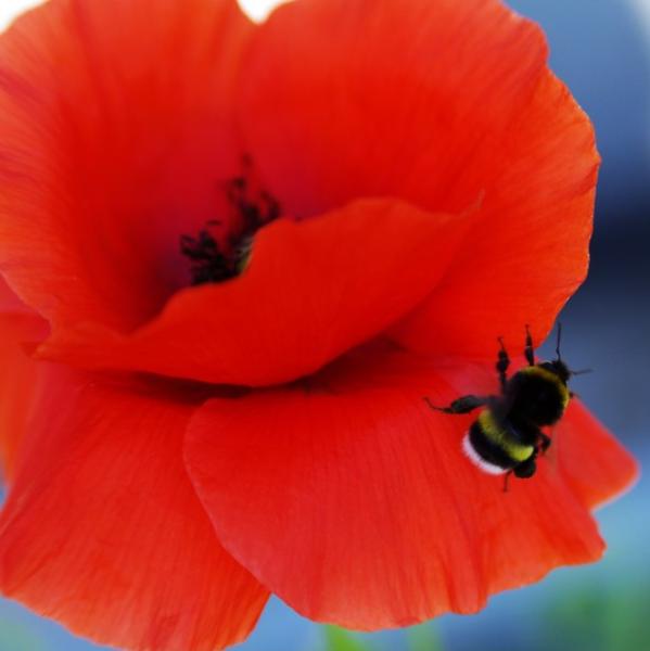 Name:  bee-on-a-poppy.jpg
Views: 9
Size:  23.1 KB
