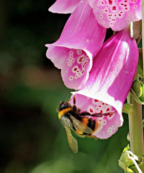 Name:  foxglove-and-bee.jpg
Views: 9
Size:  39.5 KB
