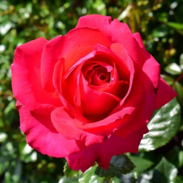 Name:  Rose-My-Dad.jpg
Views: 15
Size:  41.2 KB
